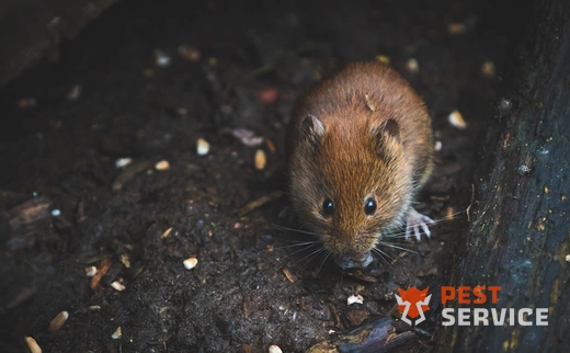 Дератизация в Бузулуке